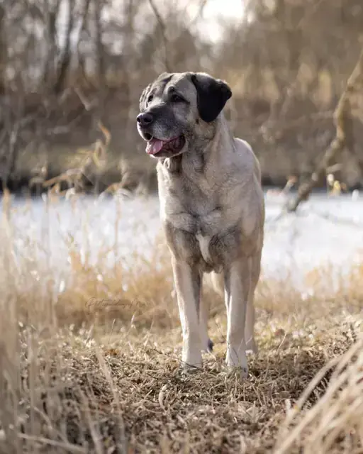 Kangal-Hirtenhund Naz
