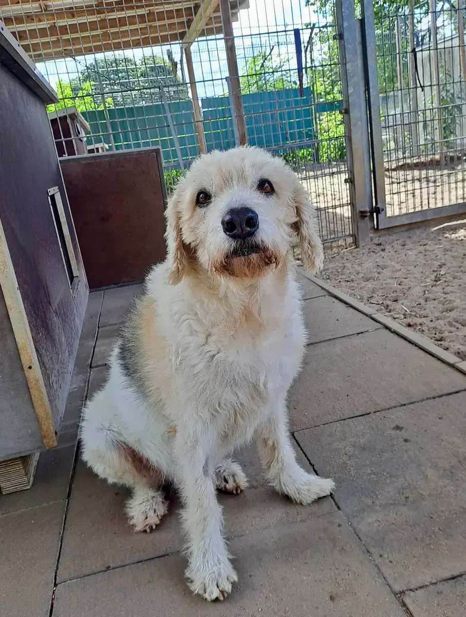 Milou -  - Bild 3