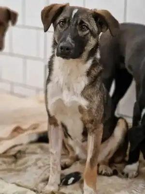 Filly – Hund – Bild 2