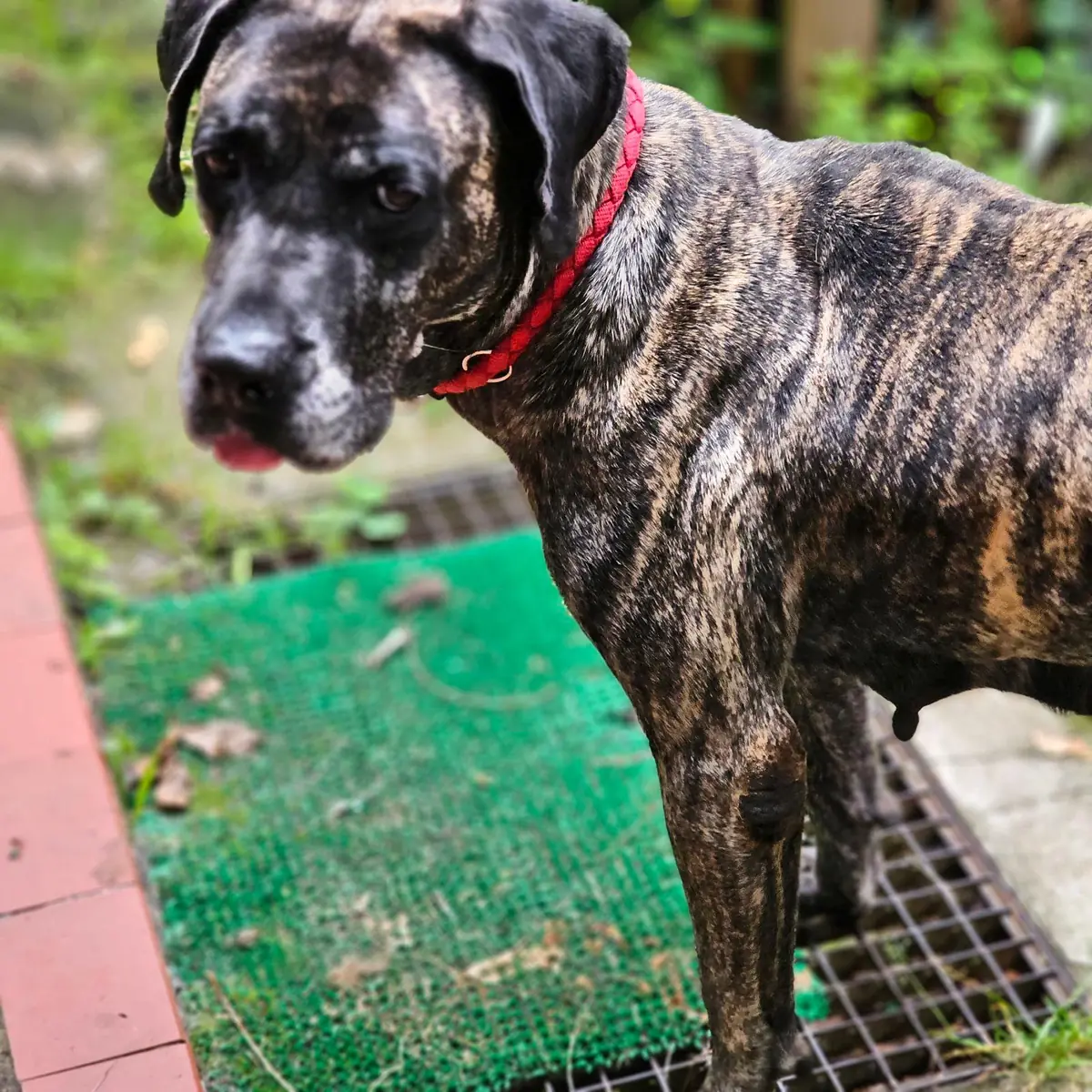 Olivia - Dogo Canario - Bild 1