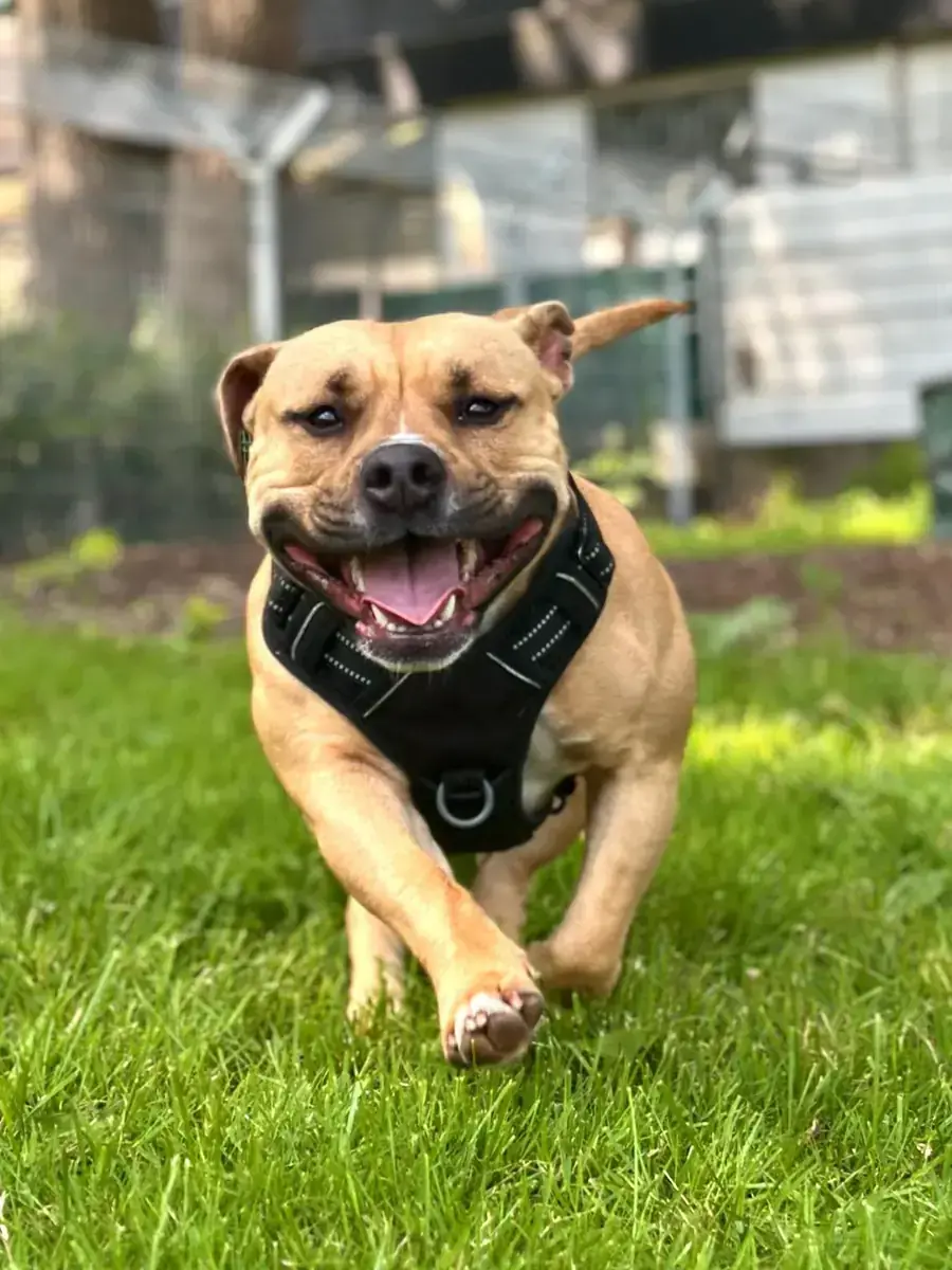 Stella - American Staffordshire Terrier - Bild 4