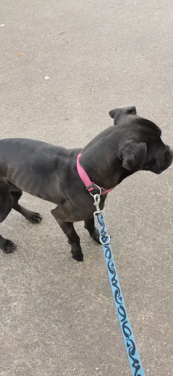 Bonnie - Cane Corso Italiano - Bild 4