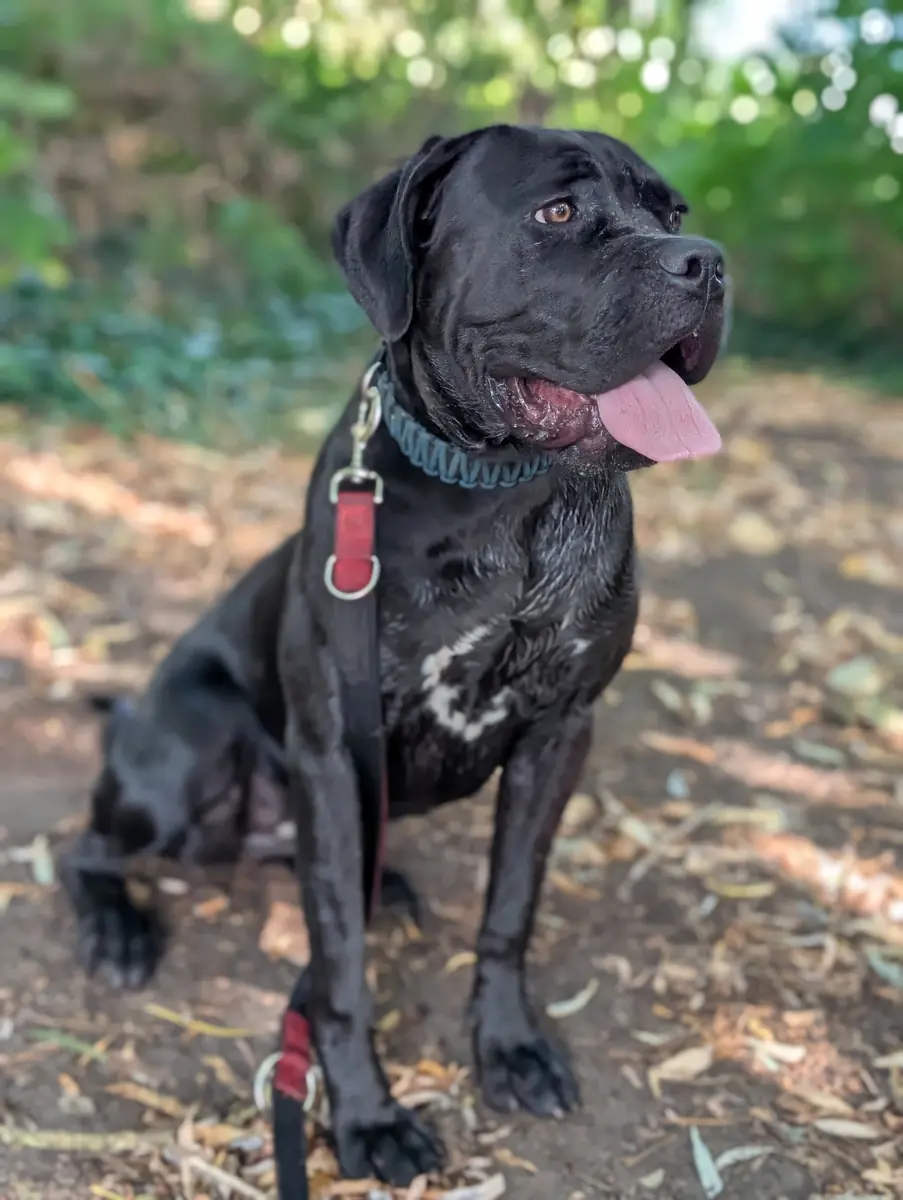 Athena - Cane Corso Italiano - Bild 2