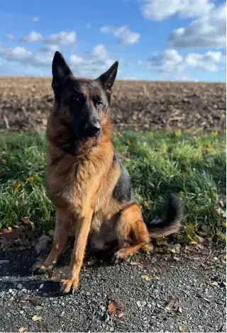 Max – Deutscher Schäferhund – Bild 3