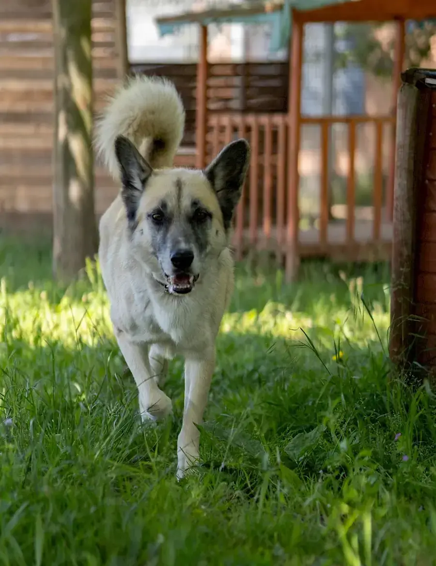 Chester - Deutscher Schäferhund - Bild 5
