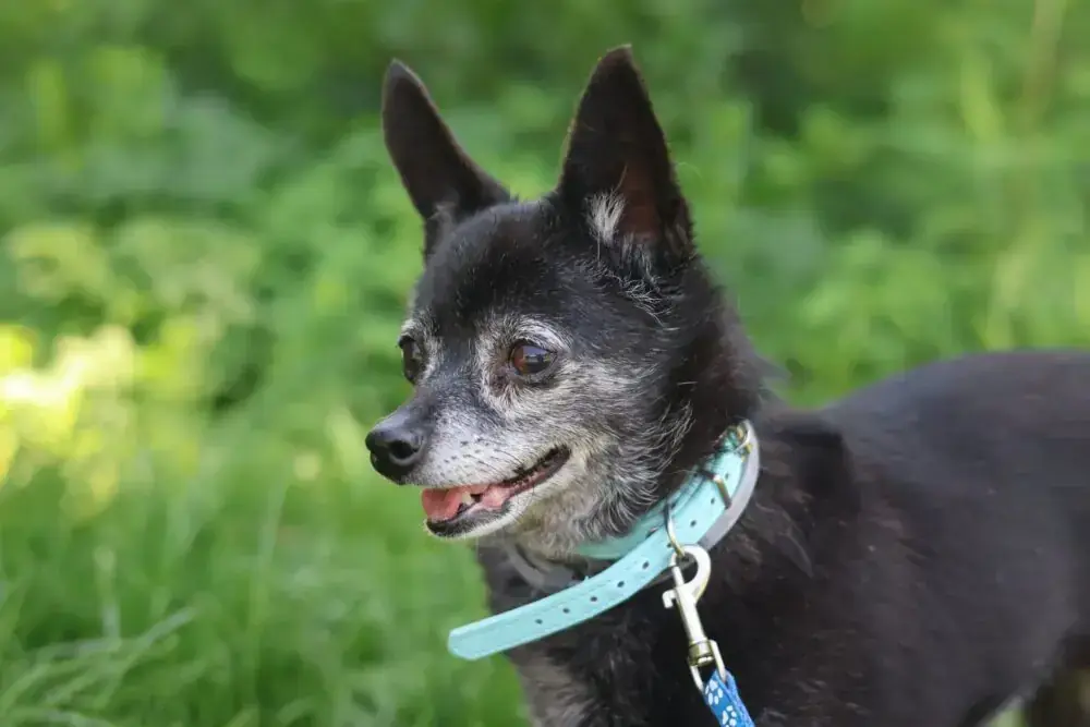 Chihuahua Lillifee