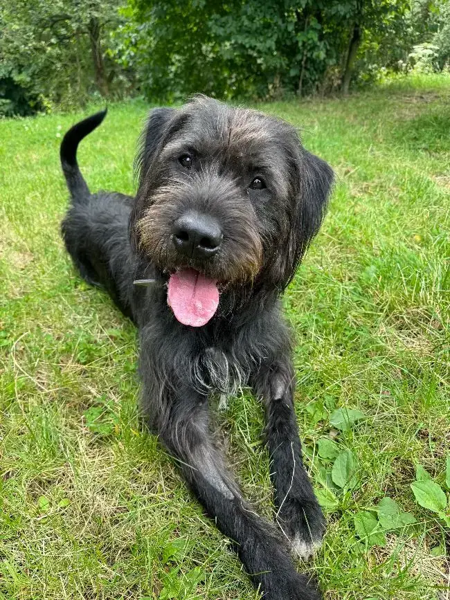 Kalle - Riesenschnauzer - Bild 5