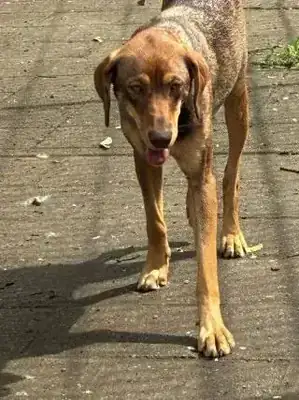 Tilda – Mischling – Bild 4