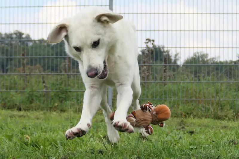 Pino - Siberian Husky, Labrador Retriever - Bild 2