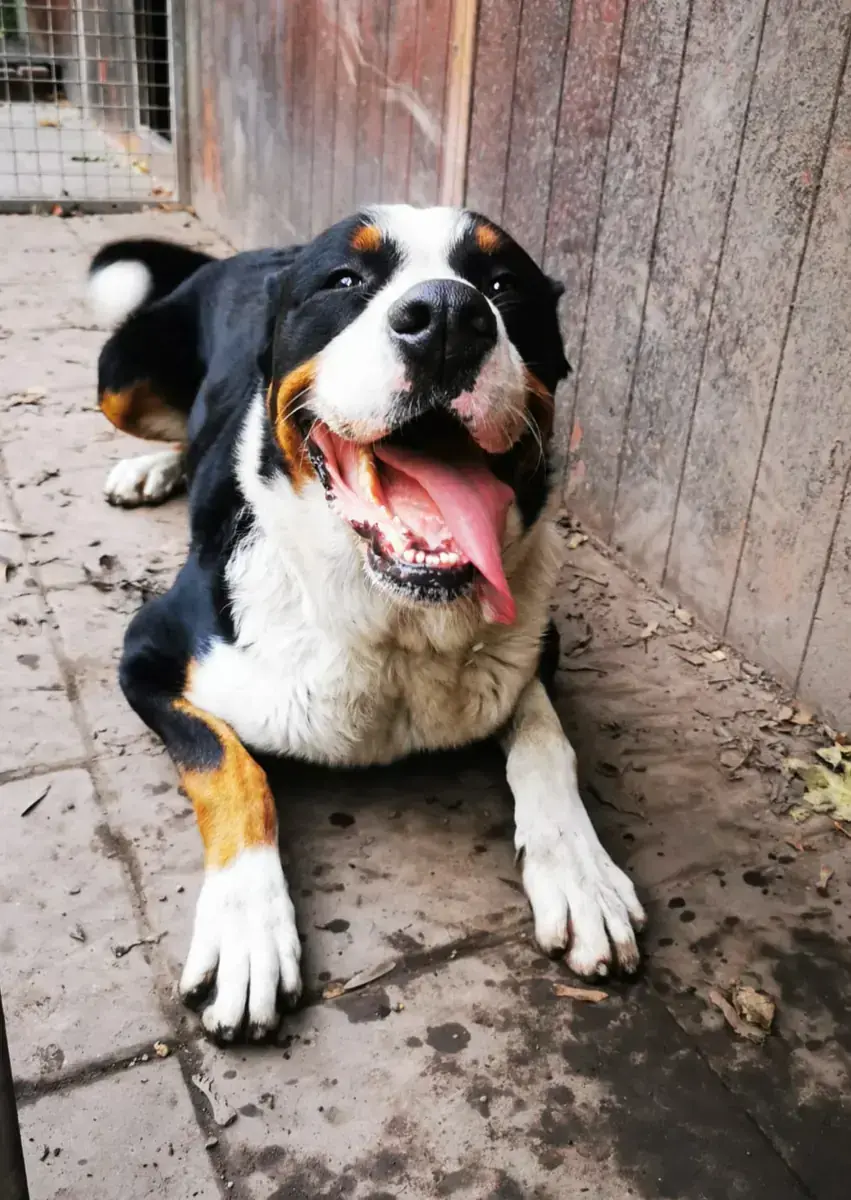 Hund Bruno