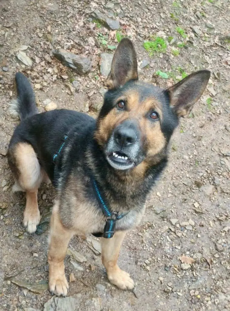 Kahlua - Deutscher Schäferhund - Bild 1
