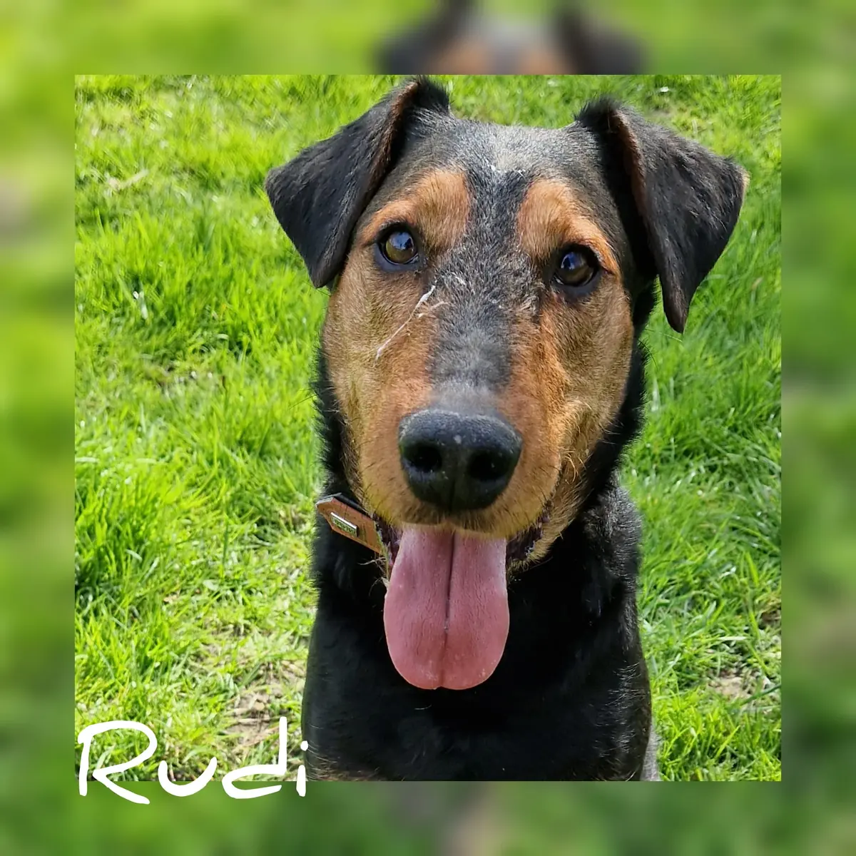Rudi -  - Bild 6