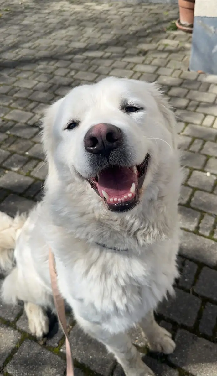 Betty - Deutscher Schäferhund - Bild 3