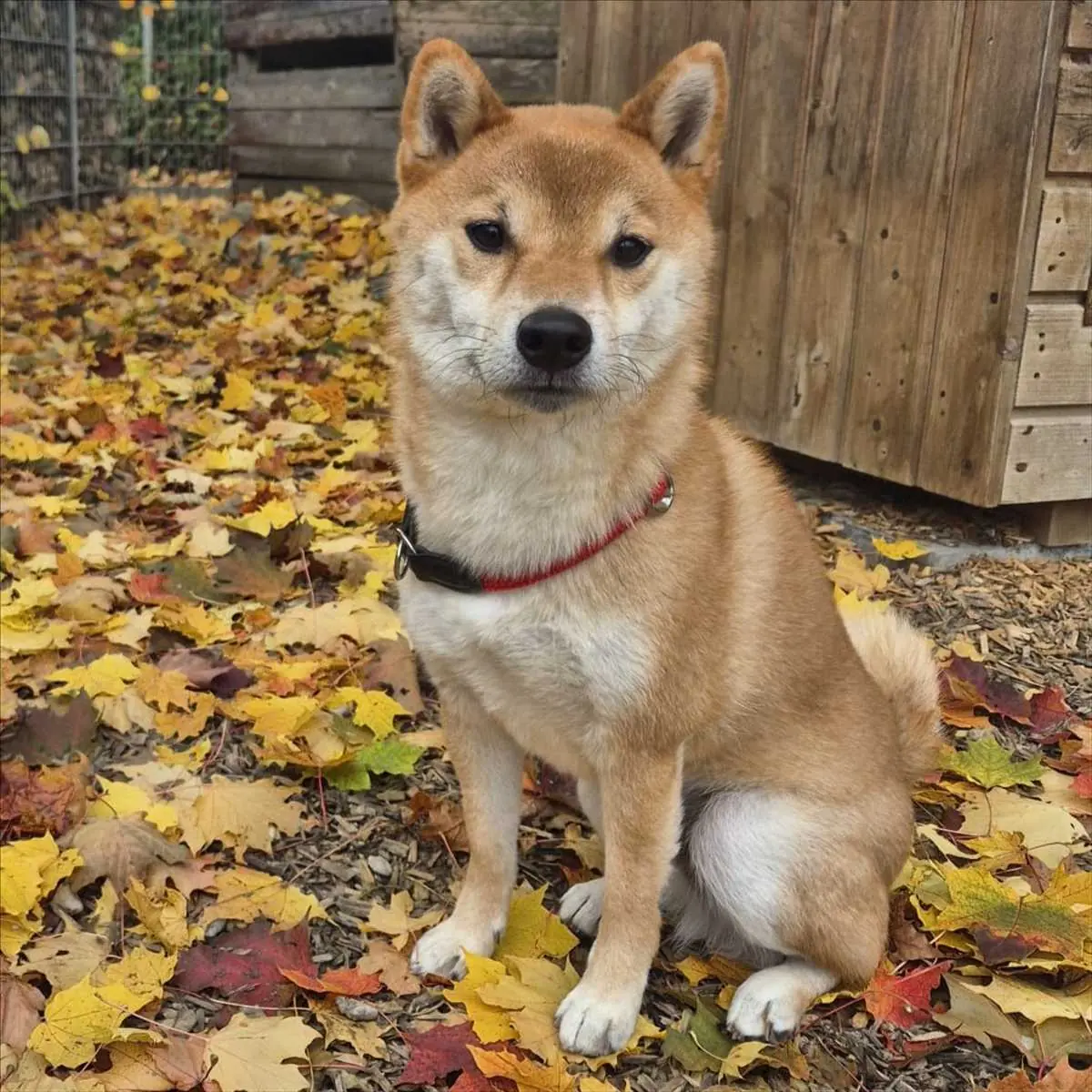 JIRO - Shiba - Bild 3