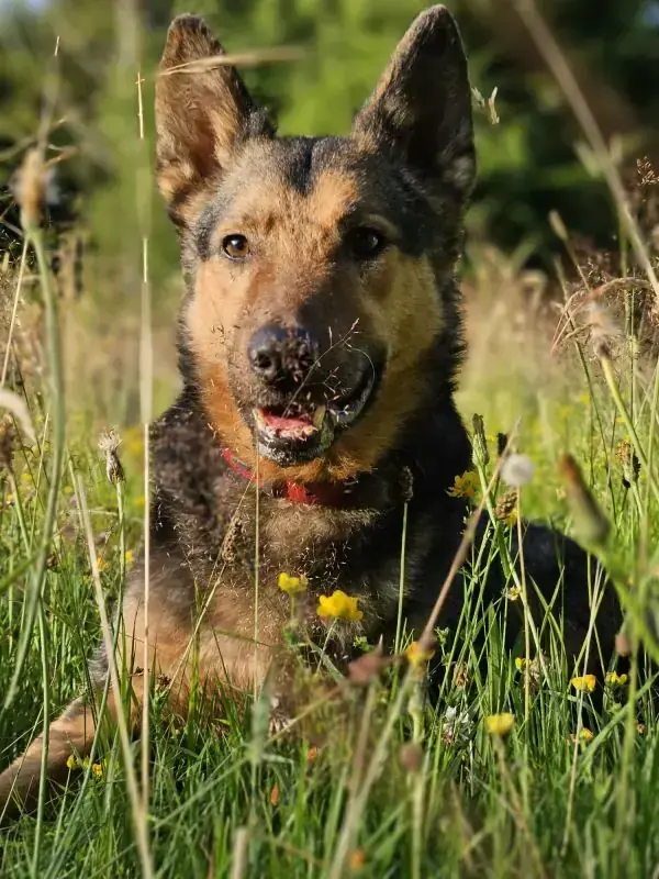Lando -  - Bild 3