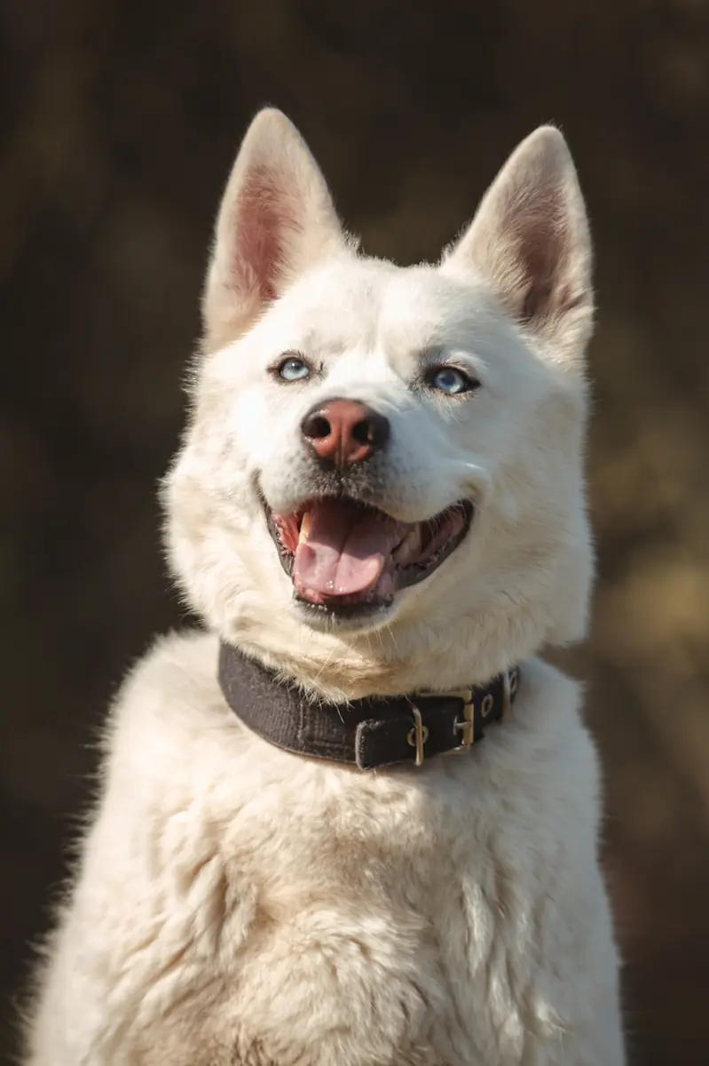Balou - Siberian Husky - Bild 2