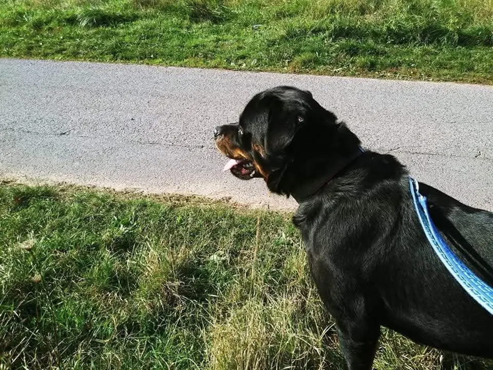 Nero - Rottweiler - Bild 1