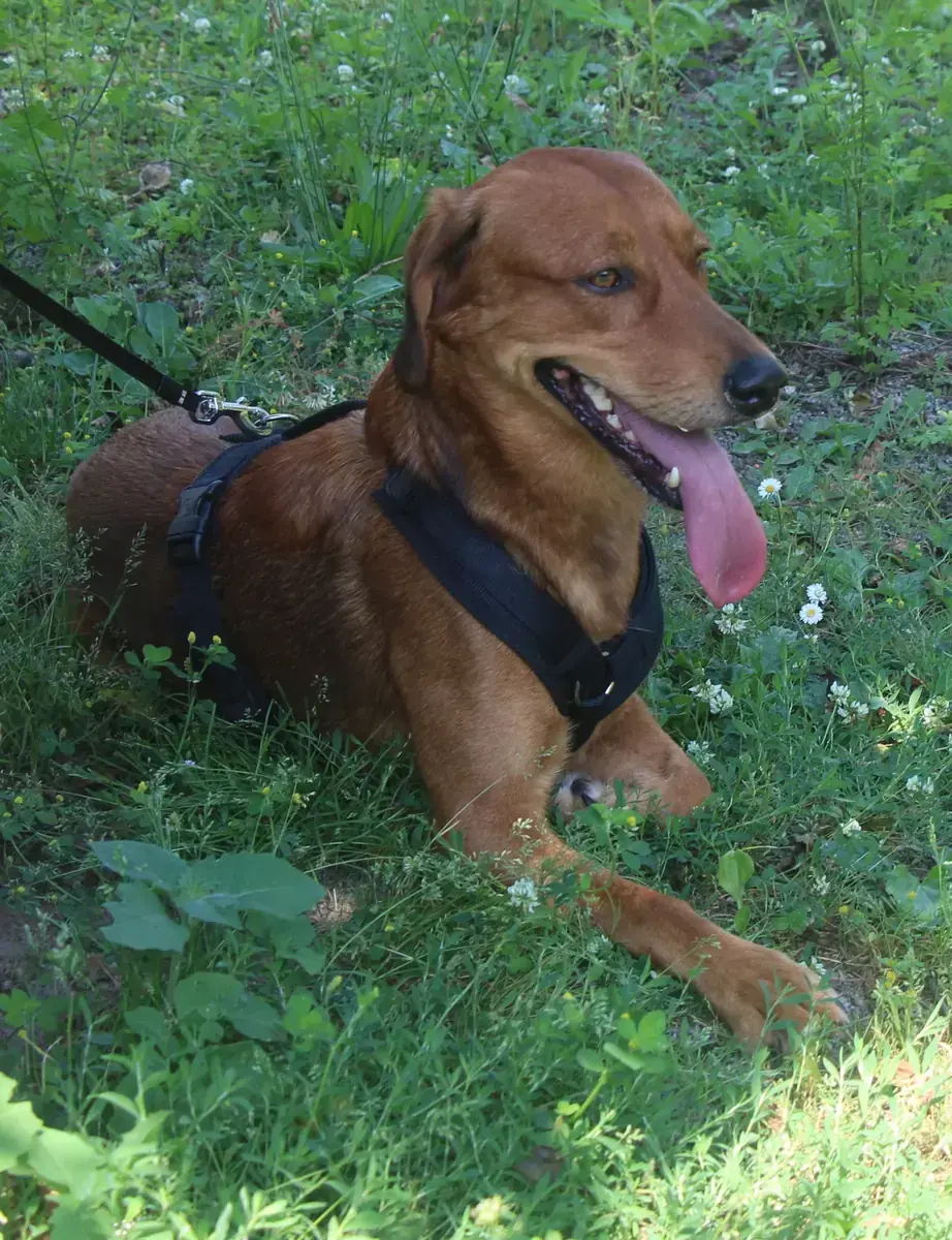 Chase -  - Bild 2