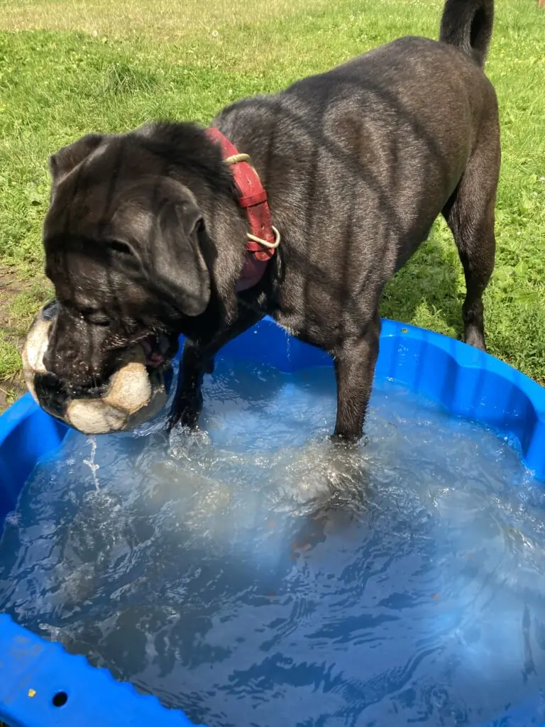 Bobbie -  - Bild 10