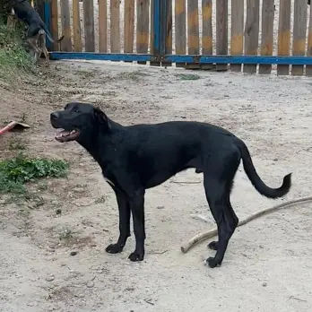 Maki - Deutscher Schäferhund, Deutscher Boxer - Bild 1