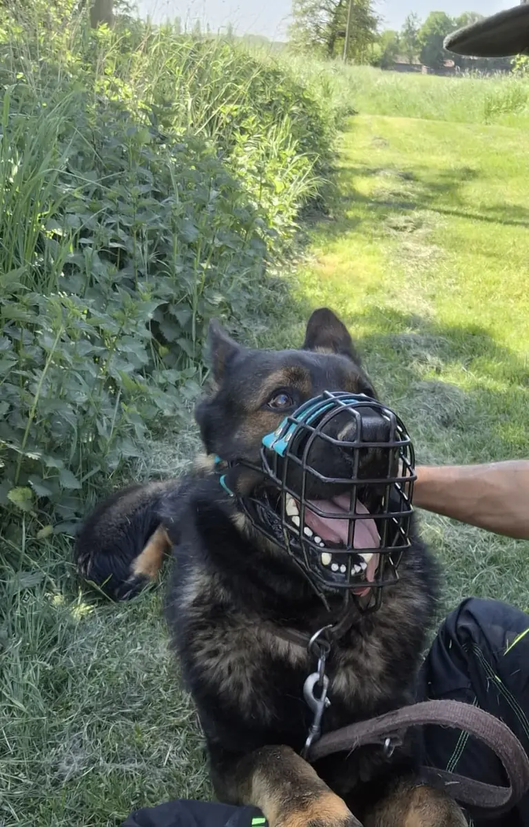 Cuba - Deutscher Schäferhund - Bild 4