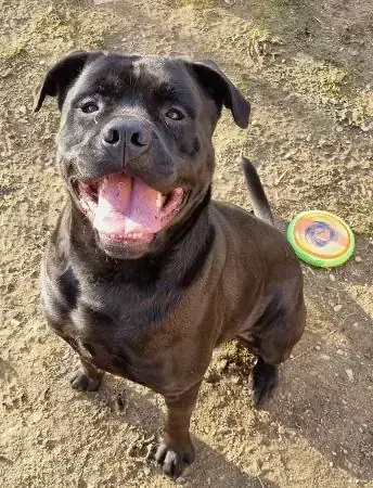 Tylor - Rottweiler, Cane Corso Italiano - Bild 2