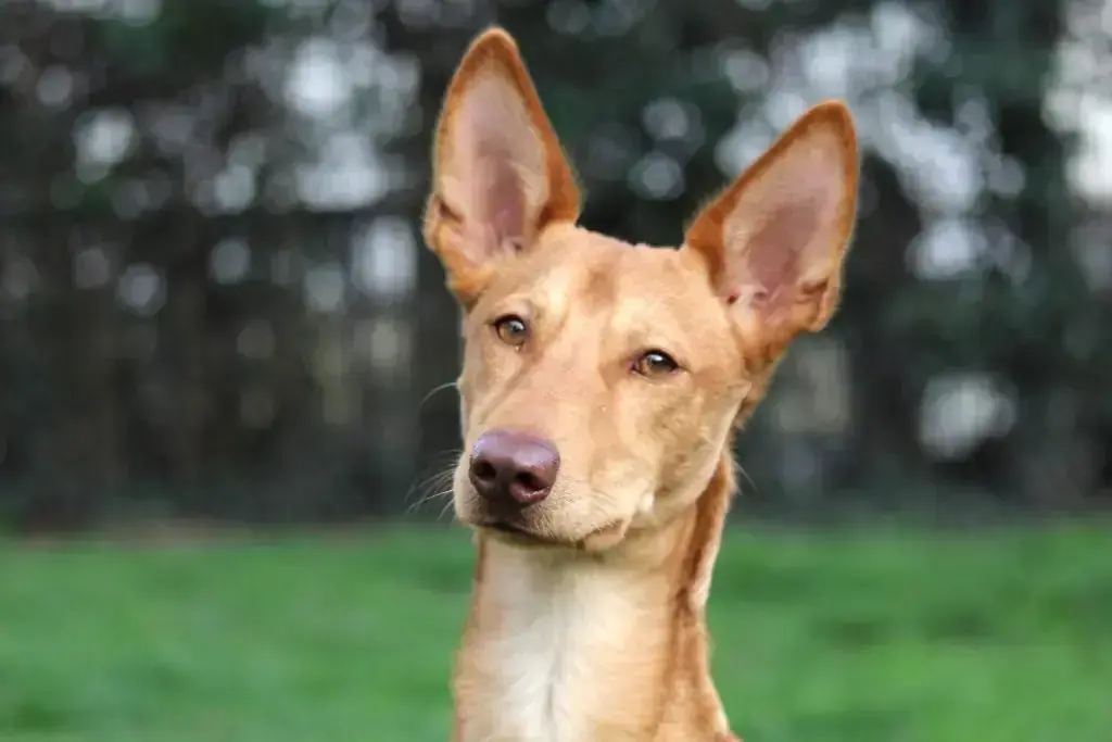 Podenco Canario Baco