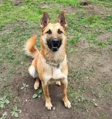 Moritz – Belgischer Schäferhund – Bild 5