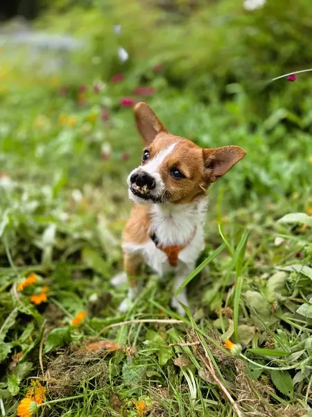 Fenry -  - Bild 8