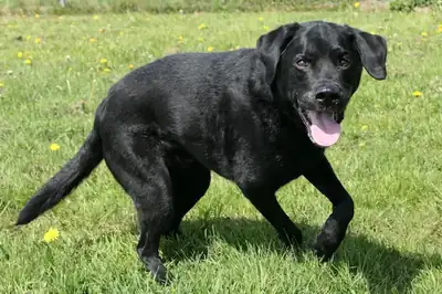 Jupp – Labrador Retriever – Bild 2