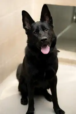 Oskar – Deutscher Schäferhund – Bild 6