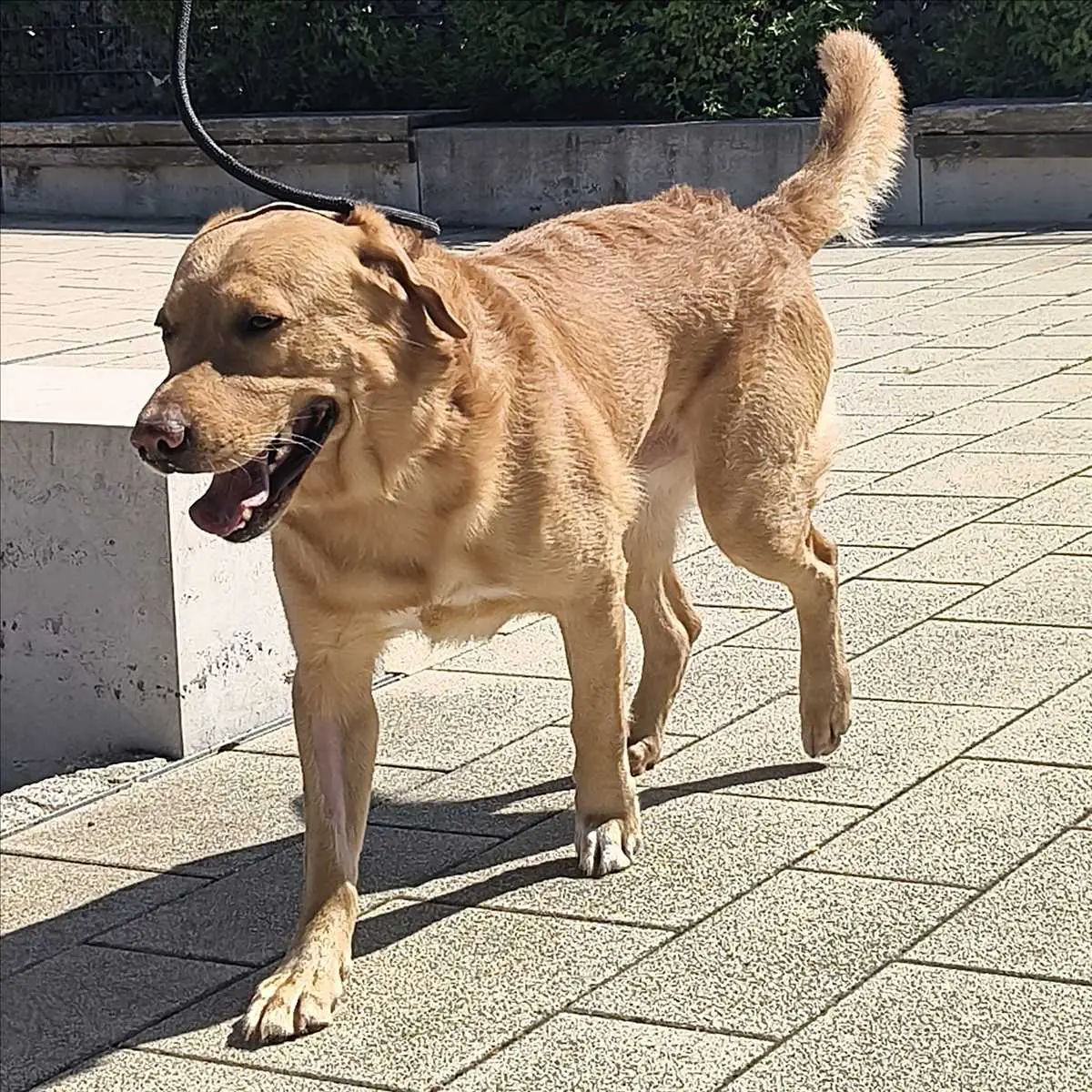 Indigo - Labrador Retriever - Bild 2