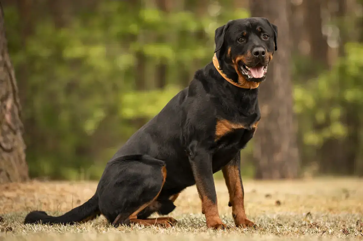 Chapo - Rottweiler - Bild 2