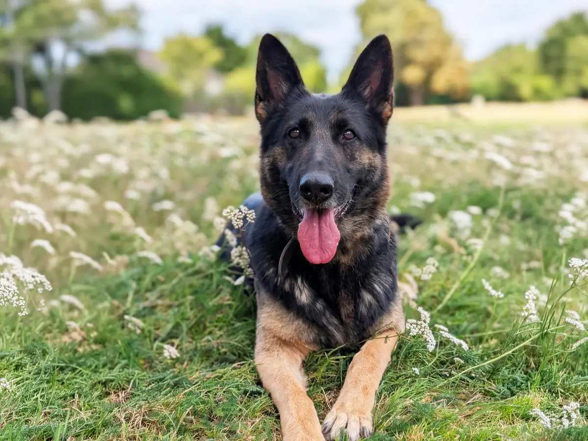 Lissy - Deutscher Schäferhund - Bild 4
