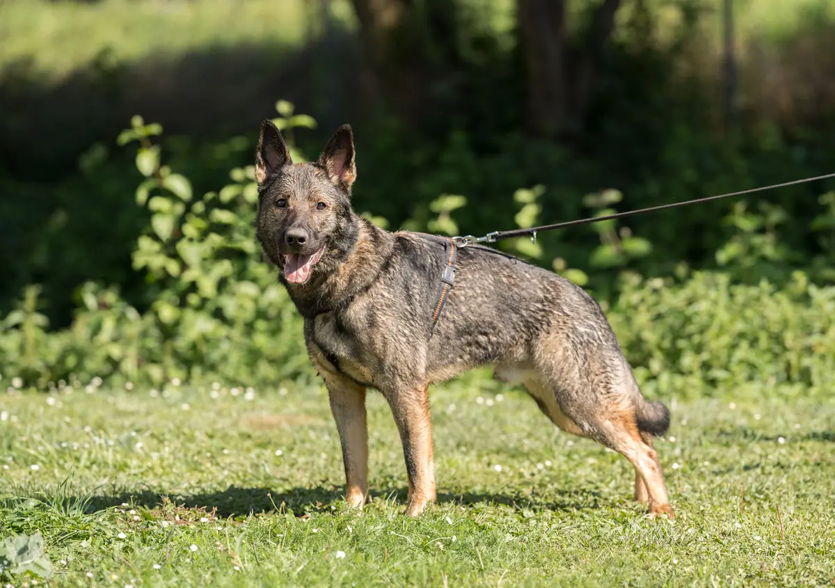 Titus -  - Bild 1