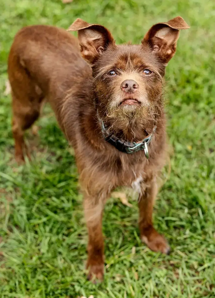 Dallas - Affenpinscher - Bild 3