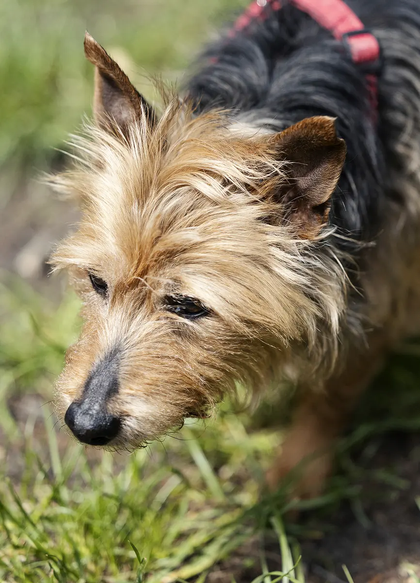 Gofio -  - Bild 4