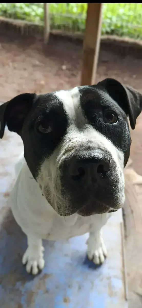 Elvis - American Staffordshire Terrier - Bild 3