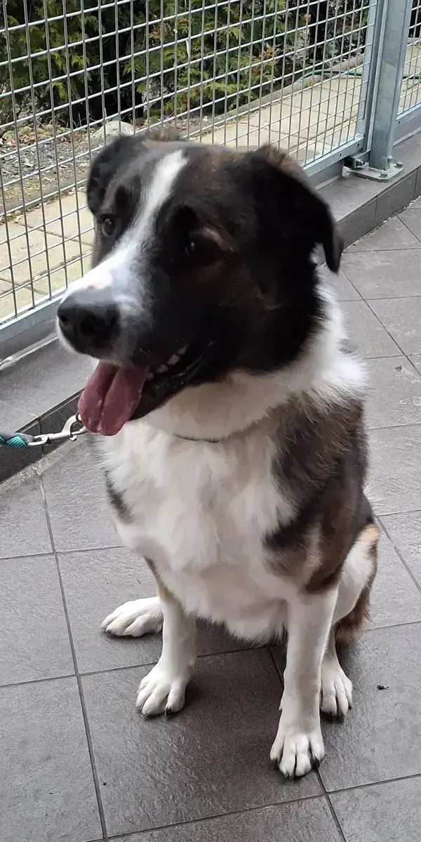 Lennart (Lenny) – Französischer Vorstehhund, Typus Pyrenäen – Bild 2