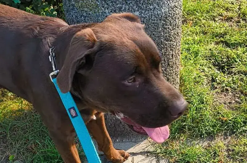 Tobi - Labrador Retriever - Bild 1
