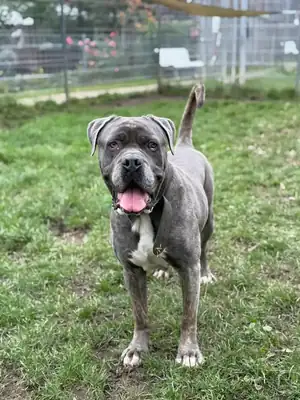 Beelzebub – Cane Corso Italiano – Bild 4