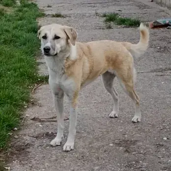 Cindy -  - Bild 1