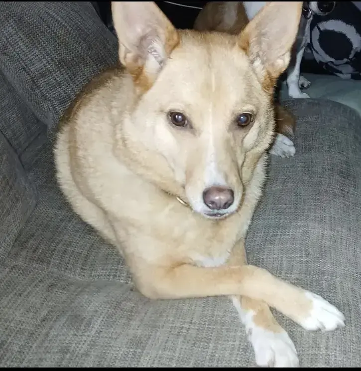 Alpha - Siberian Husky - Bild 1