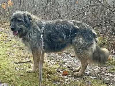 Dascha – Briard – Bild 4