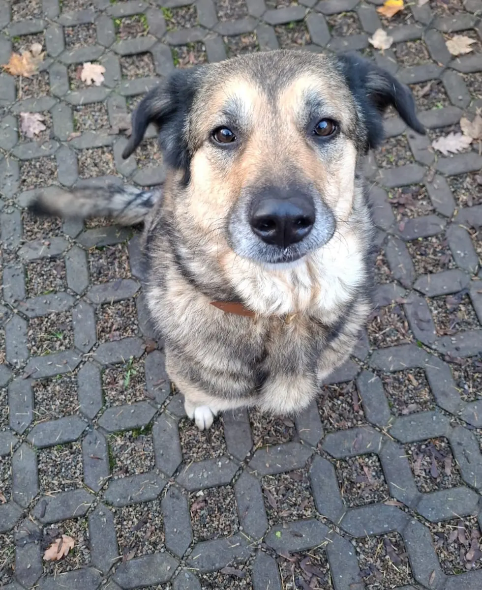 Molly -  - Bild 3