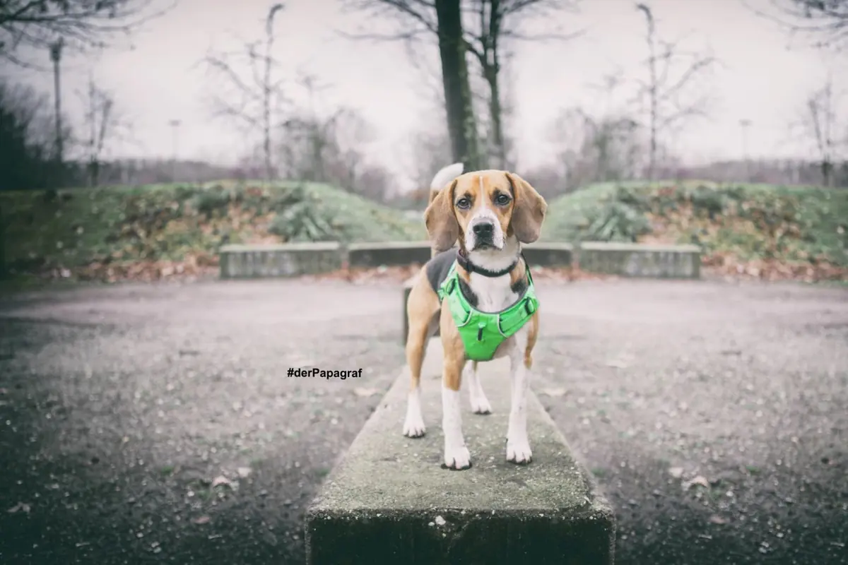 Timo - Beagle - Bild 16
