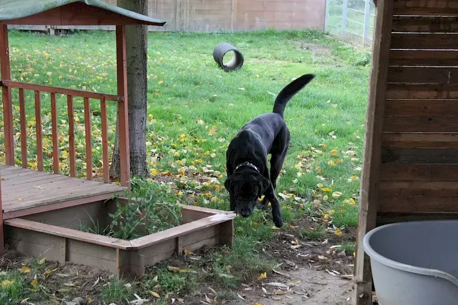 Spike - Labrador Retriever - Bild 4