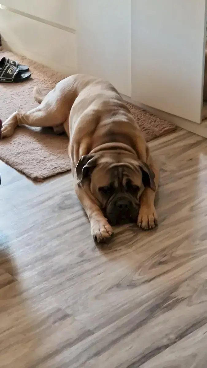 Byron - Cane Corso Italiano - Bild 11