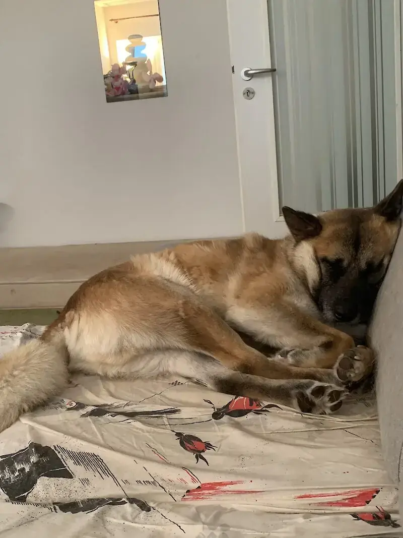 Rex -  - Bild 4