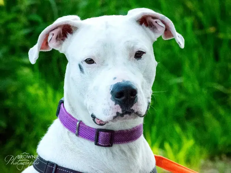 Bonny - Dogo Argentino - Bild 10